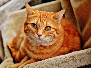 orange-cat