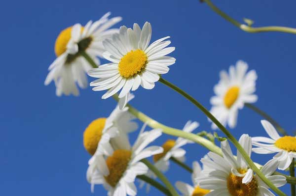 healthy daisies