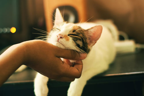 cat-being-scratched-under-the-chin
