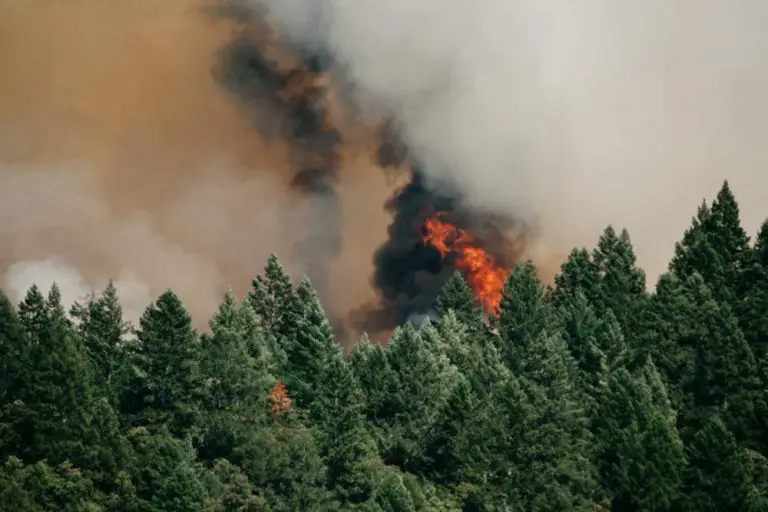 How To Survive Wildfire Smoke And Asthma: 7 Powerful Strategies