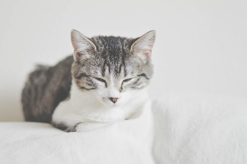 sleeping-gray-tabby-cat
